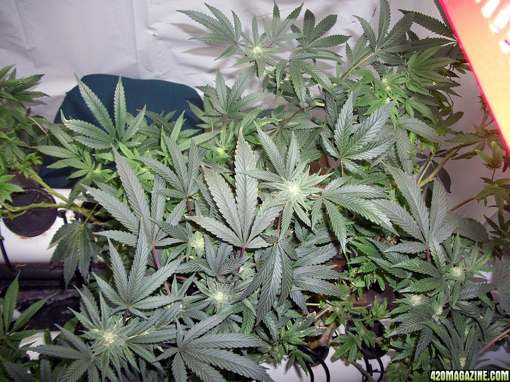 KingJohnC_s_Green_Sun_LED_Lights_Znet4_Aeroponic_Indoor_Grow_Journal_and_Review_2014-11-28_-_015.JPG