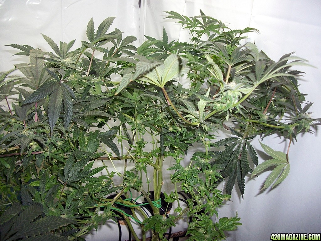 KingJohnC_s_Green_Sun_LED_Lights_Znet4_Aeroponic_Indoor_Grow_Journal_and_Review_2014-11-28_-_017.JPG