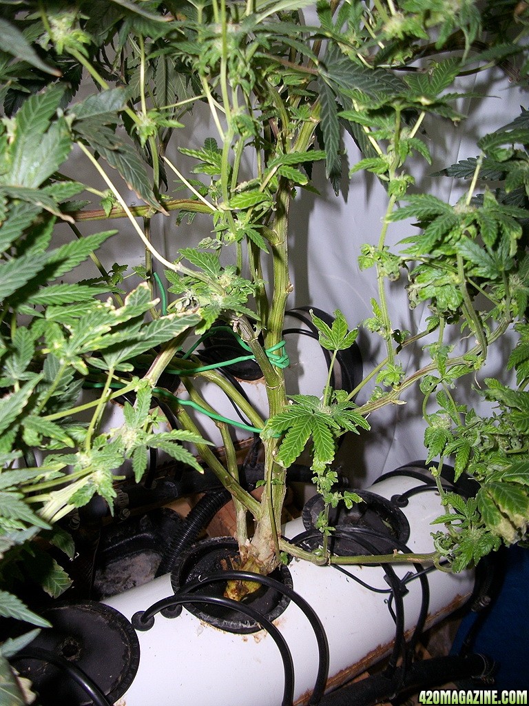 KingJohnC_s_Green_Sun_LED_Lights_Znet4_Aeroponic_Indoor_Grow_Journal_and_Review_2014-11-28_-_018.JPG