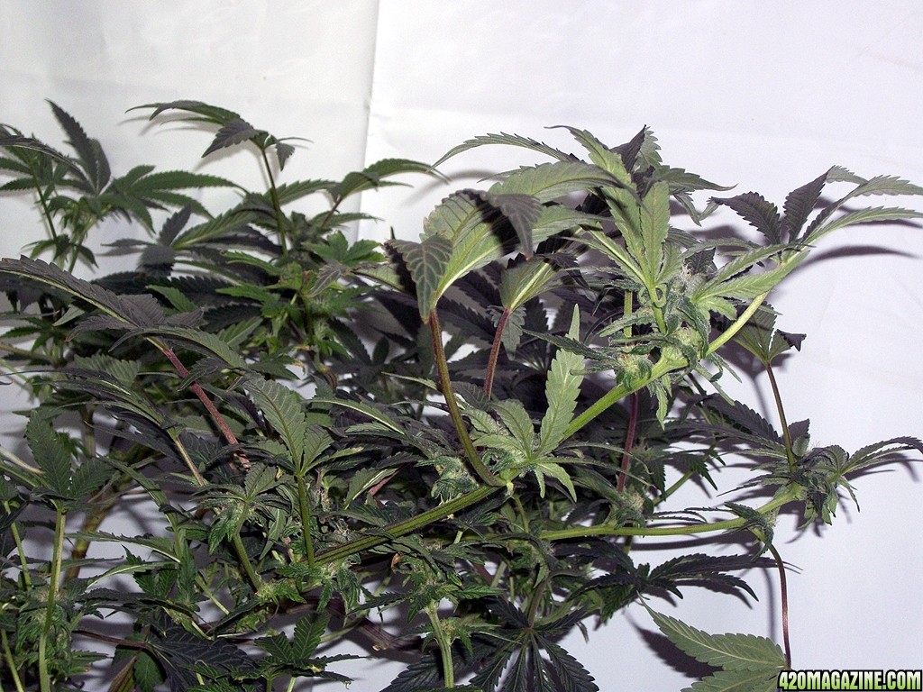KingJohnC_s_Green_Sun_LED_Lights_Znet4_Aeroponic_Indoor_Grow_Journal_and_Review_2014-11-28_-_019.JPG
