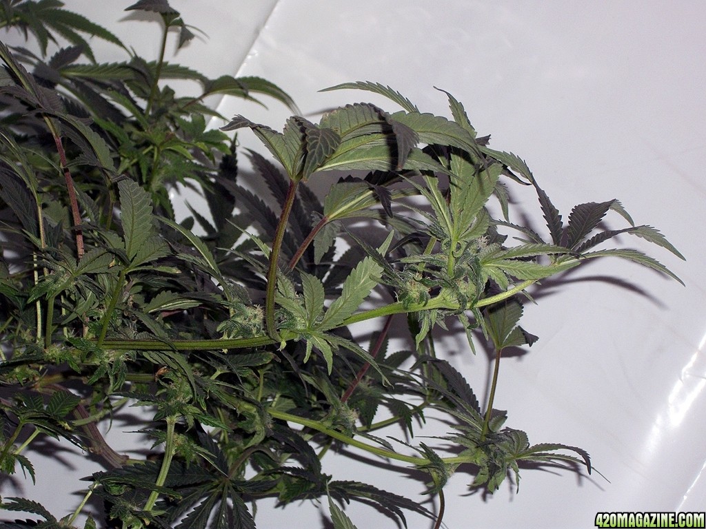 KingJohnC_s_Green_Sun_LED_Lights_Znet4_Aeroponic_Indoor_Grow_Journal_and_Review_2014-11-28_-_020.JPG
