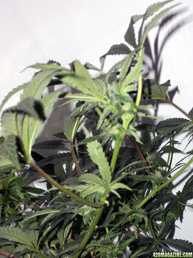 KingJohnC_s_Green_Sun_LED_Lights_Znet4_Aeroponic_Indoor_Grow_Journal_and_Review_2014-11-28_-_021.JPG