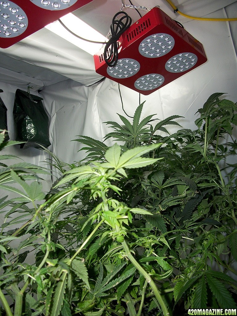 KingJohnC_s_Green_Sun_LED_Lights_Znet4_Aeroponic_Indoor_Grow_Journal_and_Review_2014-11-28_-_022.JPG