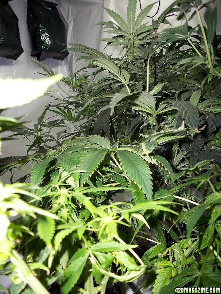 KingJohnC_s_Green_Sun_LED_Lights_Znet4_Aeroponic_Indoor_Grow_Journal_and_Review_2014-11-28_-_023.JPG