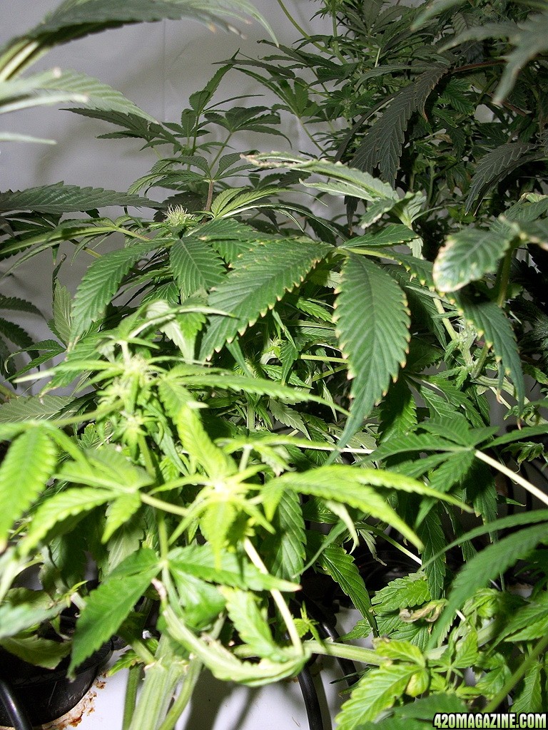 KingJohnC_s_Green_Sun_LED_Lights_Znet4_Aeroponic_Indoor_Grow_Journal_and_Review_2014-11-28_-_026.JPG