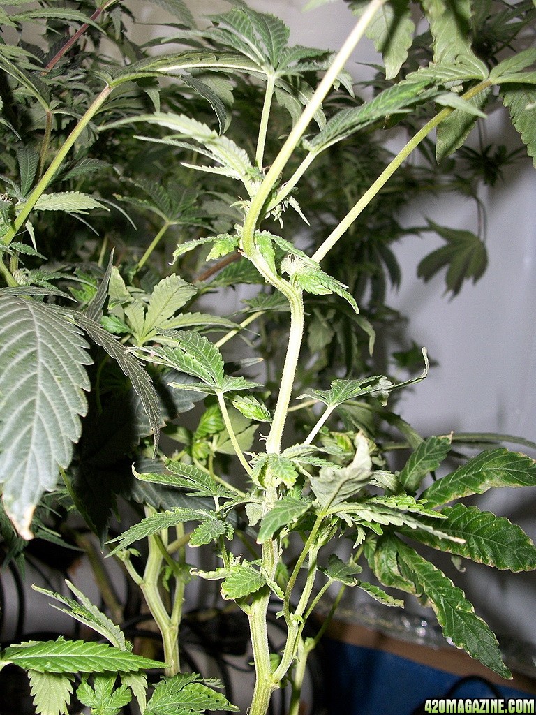KingJohnC_s_Green_Sun_LED_Lights_Znet4_Aeroponic_Indoor_Grow_Journal_and_Review_2014-11-28_-_028.JPG