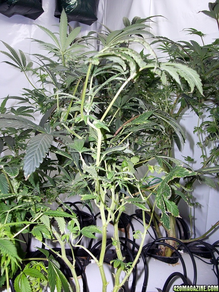 KingJohnC_s_Green_Sun_LED_Lights_Znet4_Aeroponic_Indoor_Grow_Journal_and_Review_2014-11-28_-_029.JPG