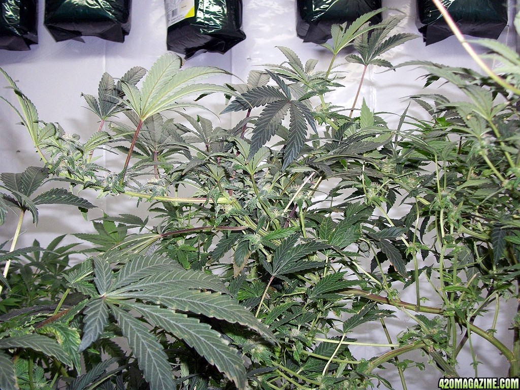 KingJohnC_s_Green_Sun_LED_Lights_Znet4_Aeroponic_Indoor_Grow_Journal_and_Review_2014-11-28_-_030.JPG