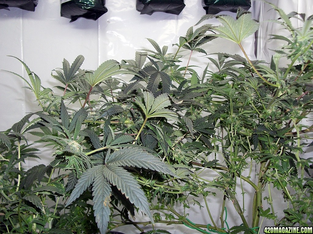 KingJohnC_s_Green_Sun_LED_Lights_Znet4_Aeroponic_Indoor_Grow_Journal_and_Review_2014-11-28_-_031.JPG