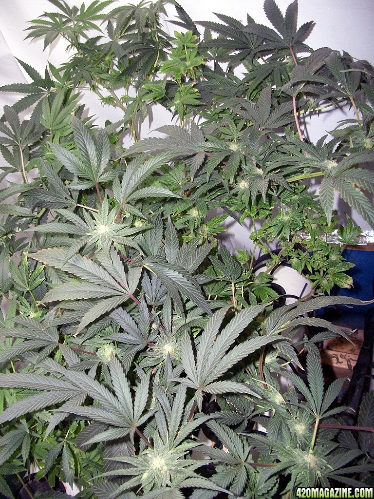 KingJohnC_s_Green_Sun_LED_Lights_Znet4_Aeroponic_Indoor_Grow_Journal_and_Review_2014-11-28_-_032.JPG