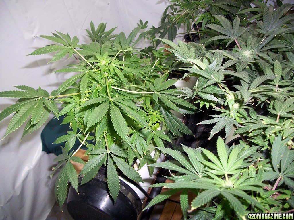 KingJohnC_s_Green_Sun_LED_Lights_Znet4_Aeroponic_Indoor_Grow_Journal_and_Review_2014-11-28_-_033.JPG