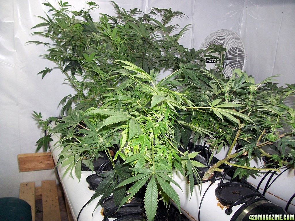 KingJohnC_s_Green_Sun_LED_Lights_Znet4_Aeroponic_Indoor_Grow_Journal_and_Review_2014-11-28_-_035.JPG