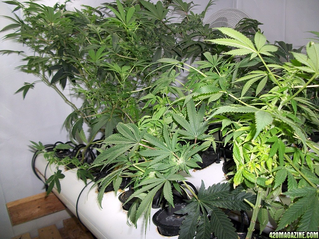 KingJohnC_s_Green_Sun_LED_Lights_Znet4_Aeroponic_Indoor_Grow_Journal_and_Review_2014-11-28_-_036.JPG