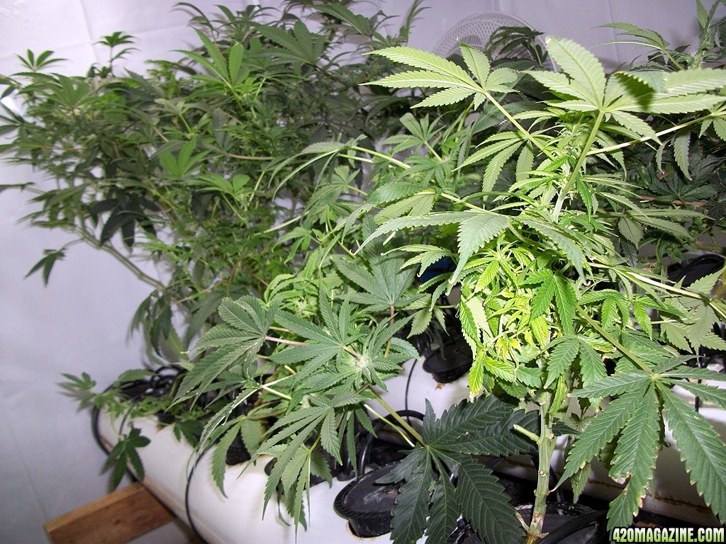 KingJohnC_s_Green_Sun_LED_Lights_Znet4_Aeroponic_Indoor_Grow_Journal_and_Review_2014-11-28_-_037.JPG