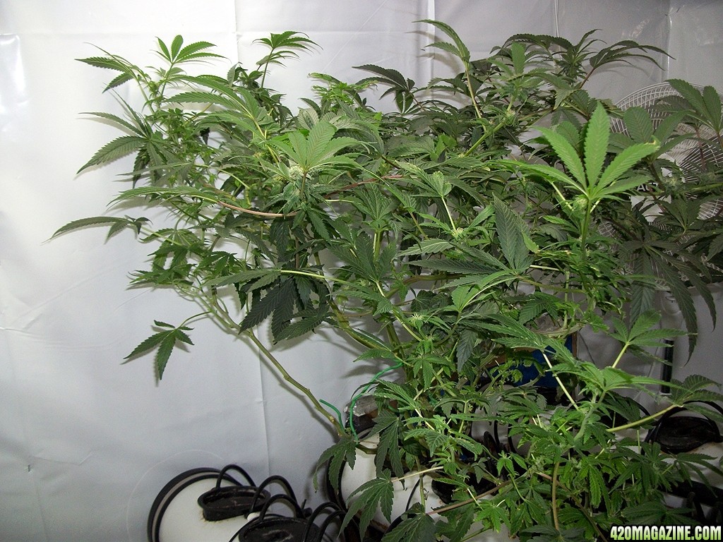 KingJohnC_s_Green_Sun_LED_Lights_Znet4_Aeroponic_Indoor_Grow_Journal_and_Review_2014-11-28_-_038.JPG