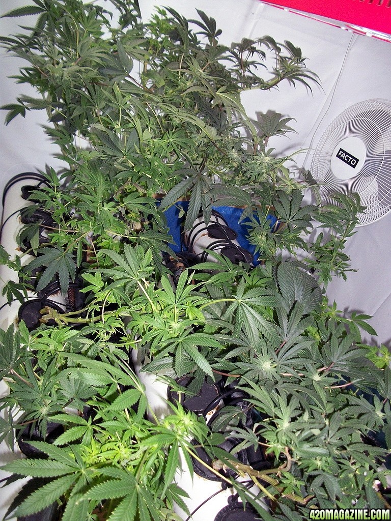 KingJohnC_s_Green_Sun_LED_Lights_Znet4_Aeroponic_Indoor_Grow_Journal_and_Review_2014-11-28_-_039.JPG