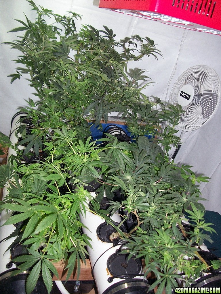 KingJohnC_s_Green_Sun_LED_Lights_Znet4_Aeroponic_Indoor_Grow_Journal_and_Review_2014-11-28_-_040.JPG