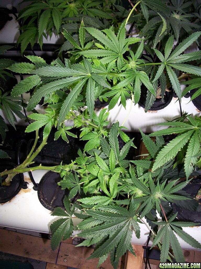 KingJohnC_s_Green_Sun_LED_Lights_Znet4_Aeroponic_Indoor_Grow_Journal_and_Review_2014-11-28_-_042.JPG
