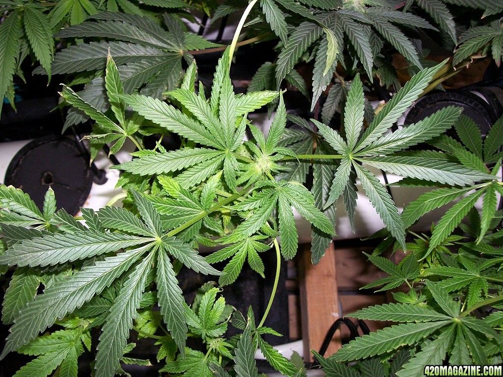 KingJohnC_s_Green_Sun_LED_Lights_Znet4_Aeroponic_Indoor_Grow_Journal_and_Review_2014-11-28_-_043.JPG