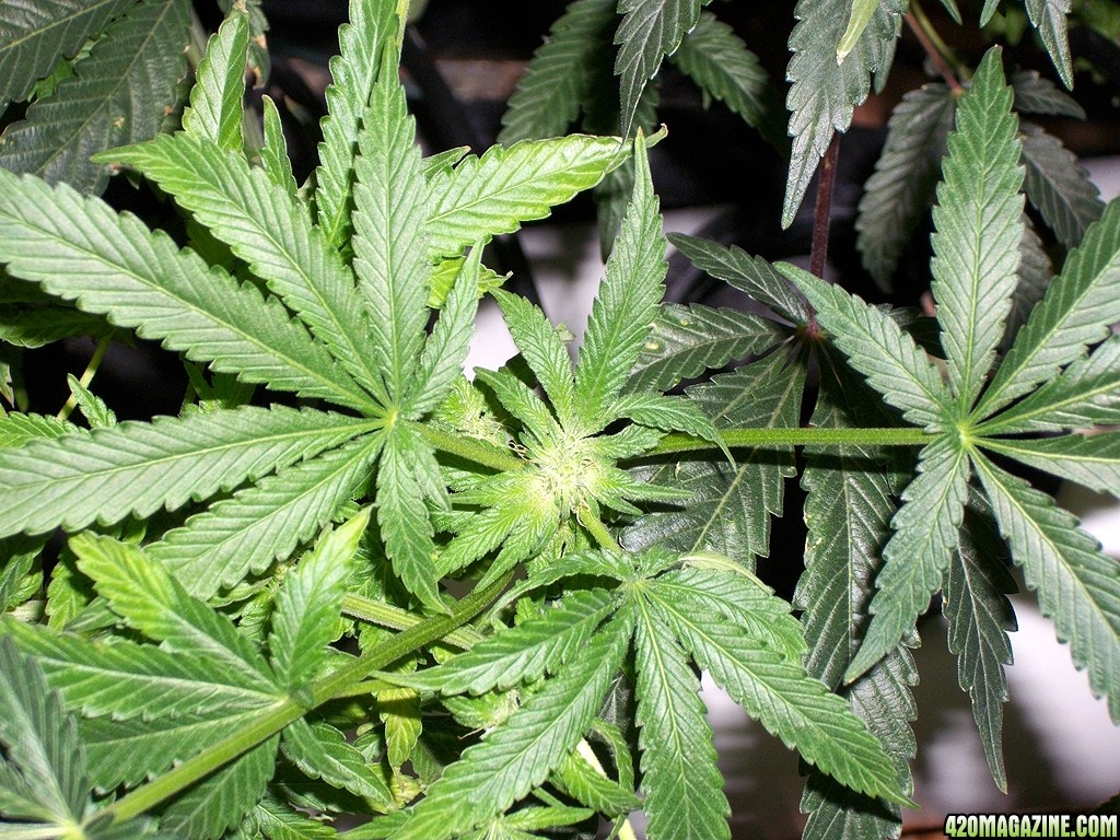 KingJohnC_s_Green_Sun_LED_Lights_Znet4_Aeroponic_Indoor_Grow_Journal_and_Review_2014-11-28_-_044.JPG