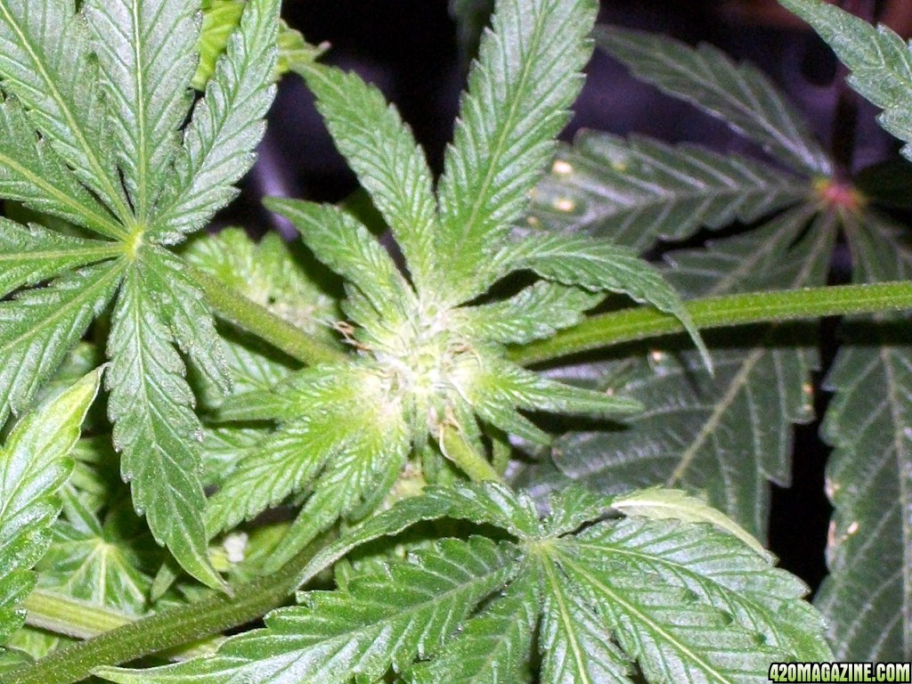 KingJohnC_s_Green_Sun_LED_Lights_Znet4_Aeroponic_Indoor_Grow_Journal_and_Review_2014-11-28_-_045.JPG