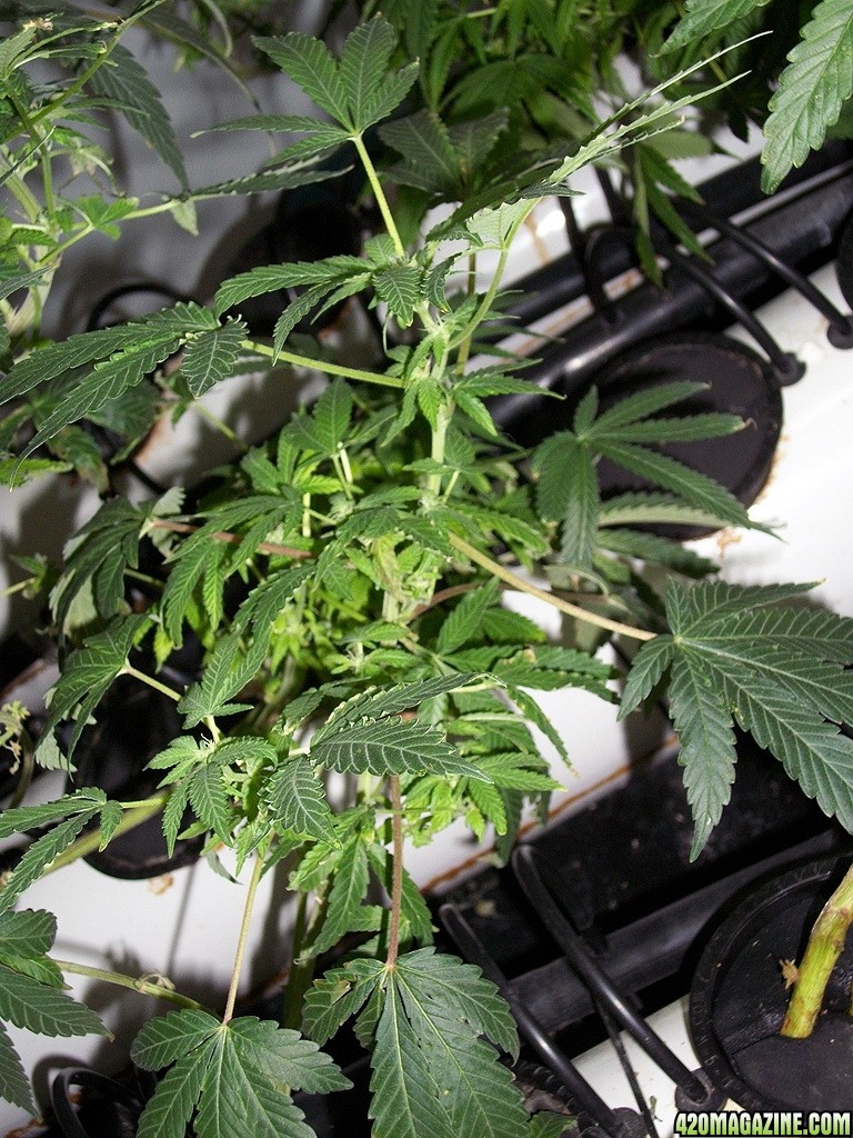 KingJohnC_s_Green_Sun_LED_Lights_Znet4_Aeroponic_Indoor_Grow_Journal_and_Review_2014-11-28_-_046.JPG