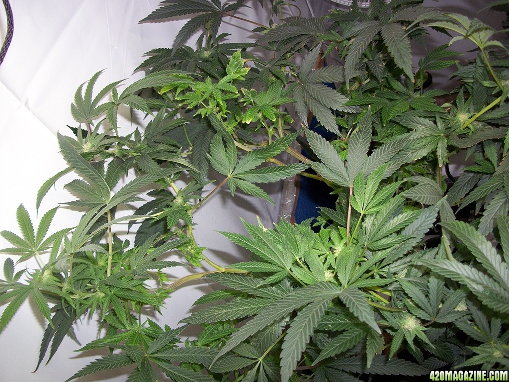 KingJohnC_s_Green_Sun_LED_Lights_Znet4_Aeroponic_Indoor_Grow_Journal_and_Review_2014-11-28_-_047.JPG