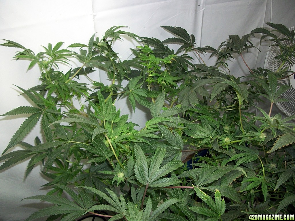 KingJohnC_s_Green_Sun_LED_Lights_Znet4_Aeroponic_Indoor_Grow_Journal_and_Review_2014-11-28_-_048.JPG