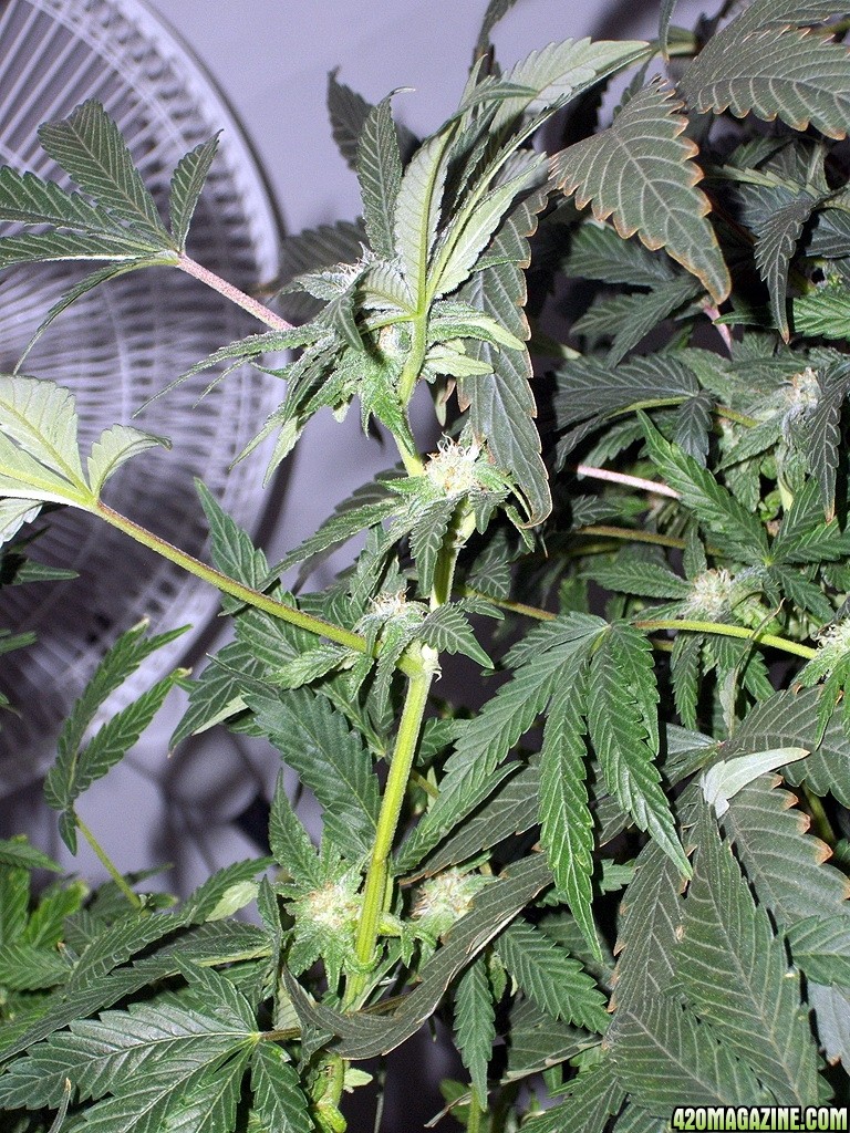 KingJohnC_s_Green_Sun_LED_Lights_Znet4_Aeroponic_Indoor_Grow_Journal_and_Review_2014-11-28_-_049.JPG