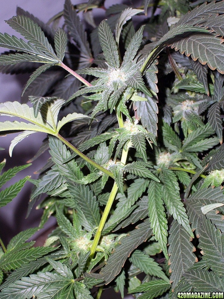KingJohnC_s_Green_Sun_LED_Lights_Znet4_Aeroponic_Indoor_Grow_Journal_and_Review_2014-11-28_-_050.JPG