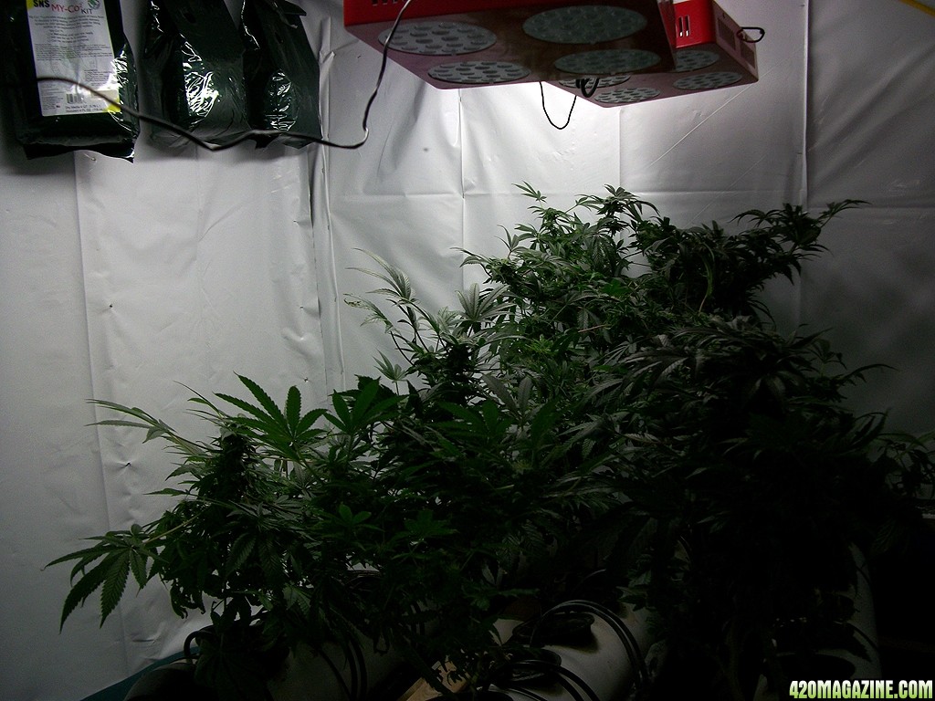 KingJohnC_s_Green_Sun_LED_Lights_Znet4_Aeroponic_Indoor_Grow_Journal_and_Review_2014-12-13_-_003.JPG