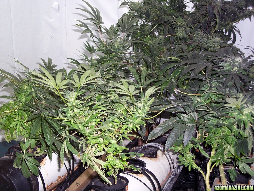 KingJohnC_s_Green_Sun_LED_Lights_Znet4_Aeroponic_Indoor_Grow_Journal_and_Review_2014-12-13_-_004.JPG