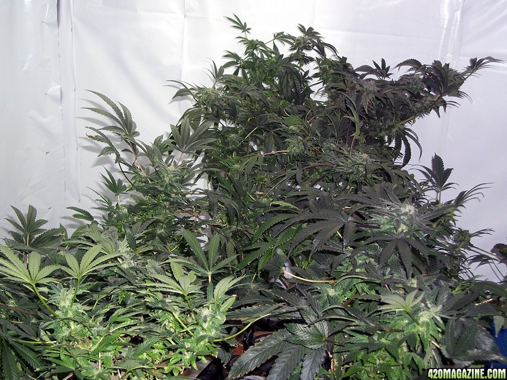 KingJohnC_s_Green_Sun_LED_Lights_Znet4_Aeroponic_Indoor_Grow_Journal_and_Review_2014-12-13_-_005.JPG