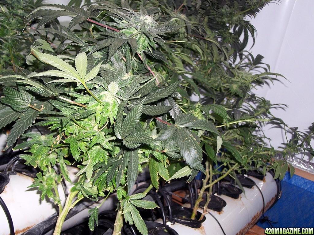 KingJohnC_s_Green_Sun_LED_Lights_Znet4_Aeroponic_Indoor_Grow_Journal_and_Review_2014-12-13_-_006.JPG