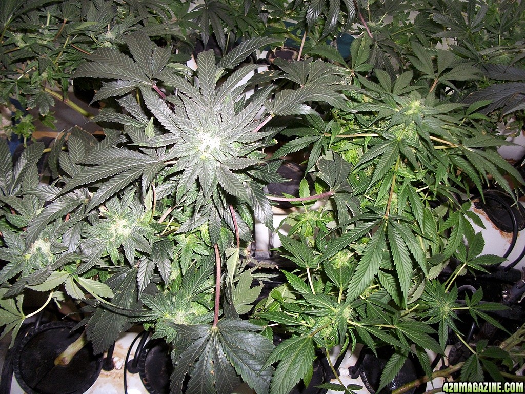 KingJohnC_s_Green_Sun_LED_Lights_Znet4_Aeroponic_Indoor_Grow_Journal_and_Review_2014-12-13_-_007.JPG