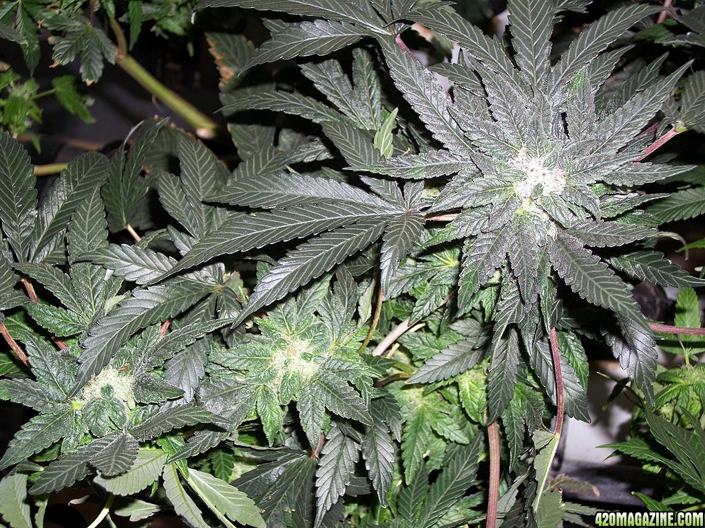 KingJohnC_s_Green_Sun_LED_Lights_Znet4_Aeroponic_Indoor_Grow_Journal_and_Review_2014-12-13_-_008.JPG