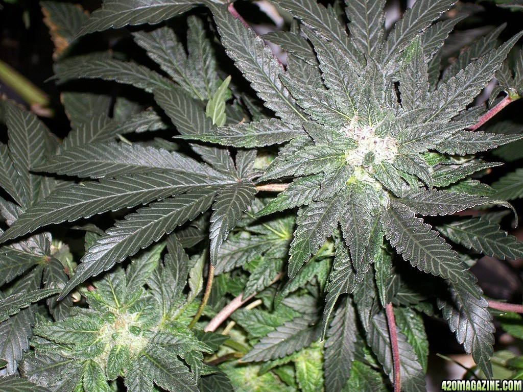 KingJohnC_s_Green_Sun_LED_Lights_Znet4_Aeroponic_Indoor_Grow_Journal_and_Review_2014-12-13_-_009.JPG
