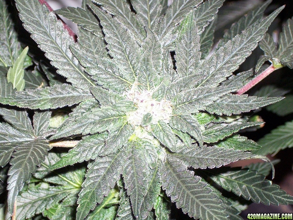 KingJohnC_s_Green_Sun_LED_Lights_Znet4_Aeroponic_Indoor_Grow_Journal_and_Review_2014-12-13_-_010.JPG