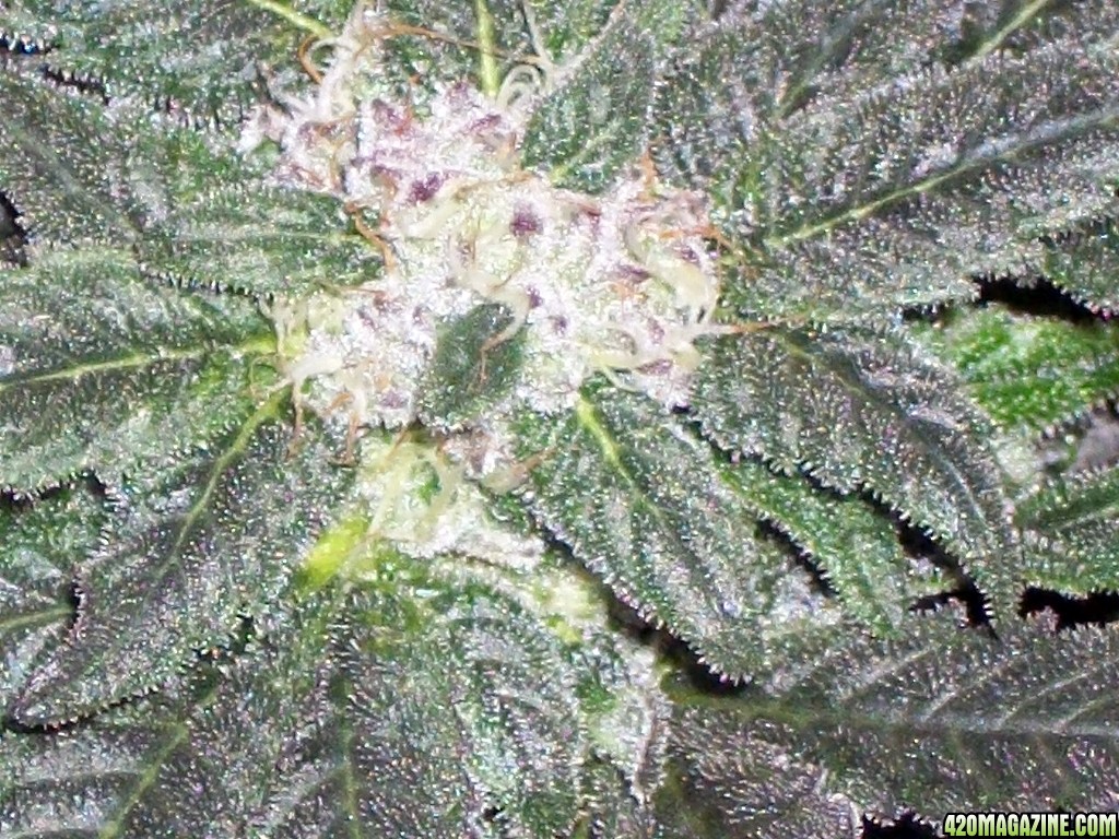 KingJohnC_s_Green_Sun_LED_Lights_Znet4_Aeroponic_Indoor_Grow_Journal_and_Review_2014-12-13_-_011.JPG