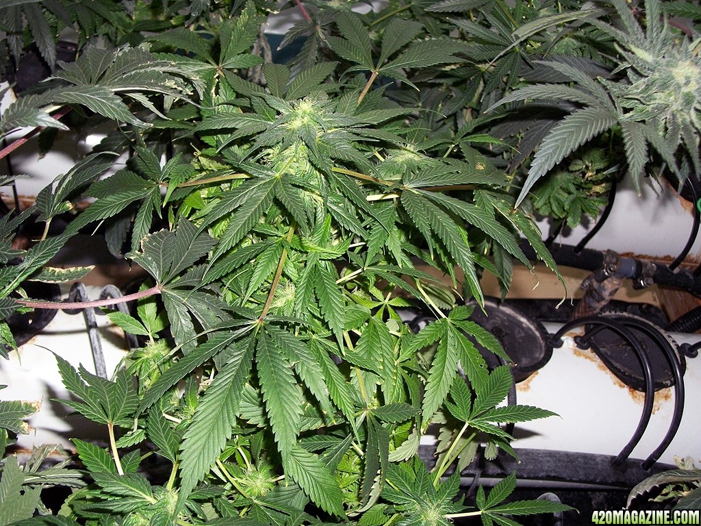 KingJohnC_s_Green_Sun_LED_Lights_Znet4_Aeroponic_Indoor_Grow_Journal_and_Review_2014-12-13_-_012.JPG