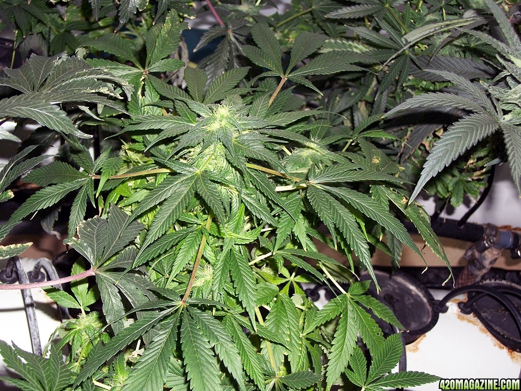 KingJohnC_s_Green_Sun_LED_Lights_Znet4_Aeroponic_Indoor_Grow_Journal_and_Review_2014-12-13_-_013.JPG