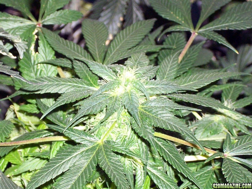 KingJohnC_s_Green_Sun_LED_Lights_Znet4_Aeroponic_Indoor_Grow_Journal_and_Review_2014-12-13_-_015.JPG