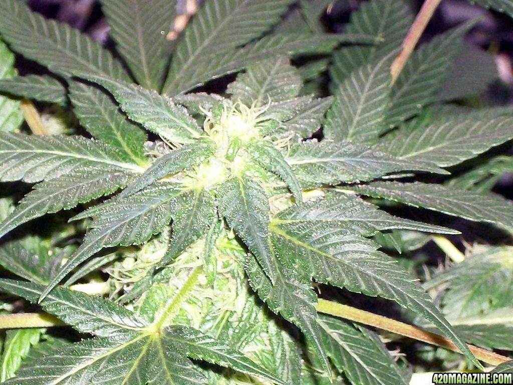 KingJohnC_s_Green_Sun_LED_Lights_Znet4_Aeroponic_Indoor_Grow_Journal_and_Review_2014-12-13_-_016.JPG