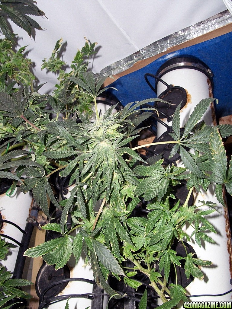 KingJohnC_s_Green_Sun_LED_Lights_Znet4_Aeroponic_Indoor_Grow_Journal_and_Review_2014-12-13_-_018.JPG