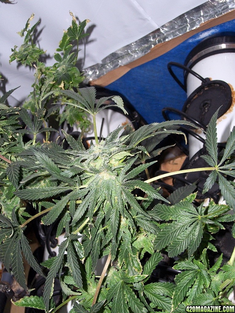 KingJohnC_s_Green_Sun_LED_Lights_Znet4_Aeroponic_Indoor_Grow_Journal_and_Review_2014-12-13_-_019.JPG