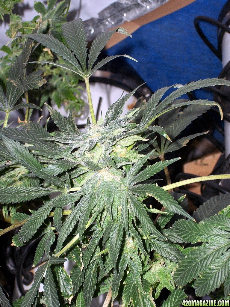 KingJohnC_s_Green_Sun_LED_Lights_Znet4_Aeroponic_Indoor_Grow_Journal_and_Review_2014-12-13_-_020.JPG