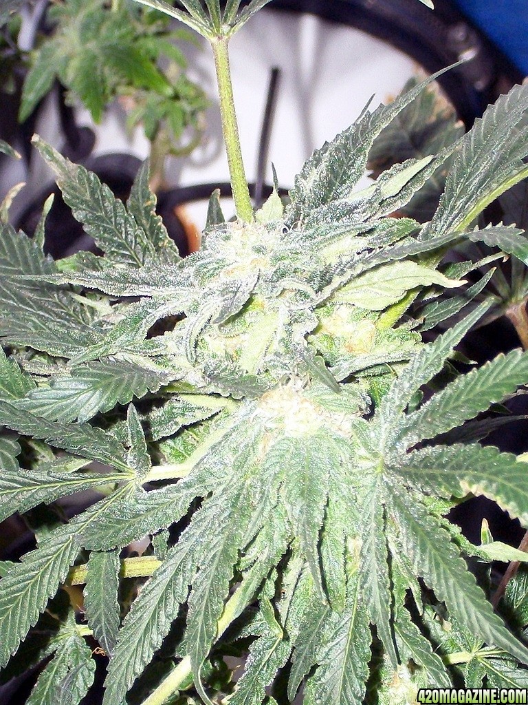 KingJohnC_s_Green_Sun_LED_Lights_Znet4_Aeroponic_Indoor_Grow_Journal_and_Review_2014-12-13_-_021.JPG