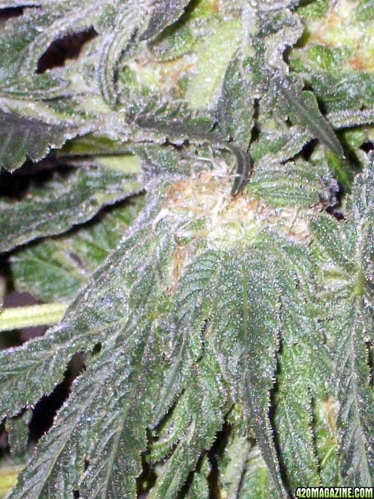KingJohnC_s_Green_Sun_LED_Lights_Znet4_Aeroponic_Indoor_Grow_Journal_and_Review_2014-12-13_-_022.JPG