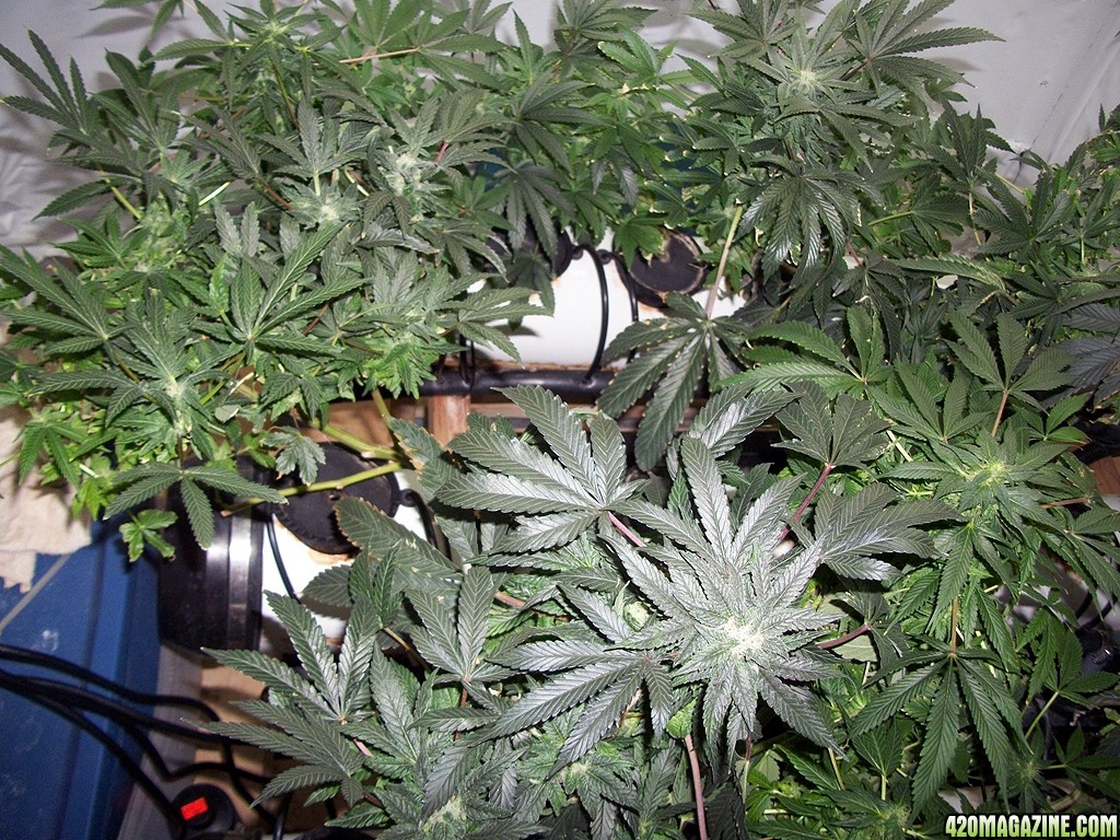 KingJohnC_s_Green_Sun_LED_Lights_Znet4_Aeroponic_Indoor_Grow_Journal_and_Review_2014-12-13_-_024.JPG