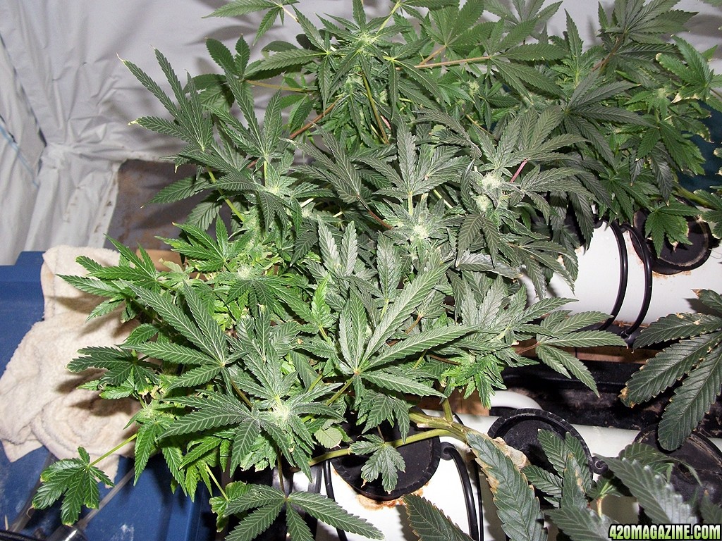 KingJohnC_s_Green_Sun_LED_Lights_Znet4_Aeroponic_Indoor_Grow_Journal_and_Review_2014-12-13_-_025.JPG